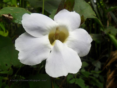 Bengal trumpet, Thunbergia grandiflora