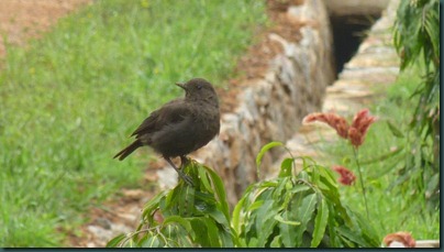 dogs and birds 017