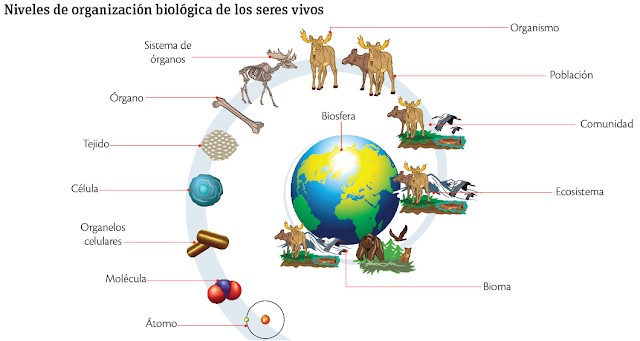 Los niveles de organización de los seres vivos