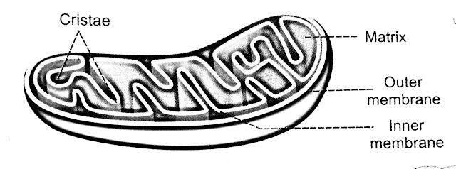 Structure of mitochondrion