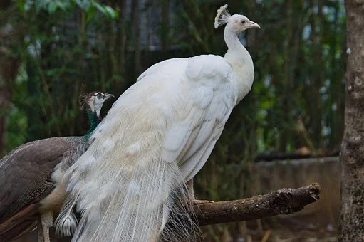 mutation in amimal rare