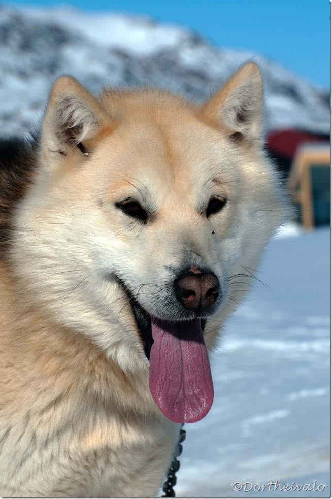 hundehoved
