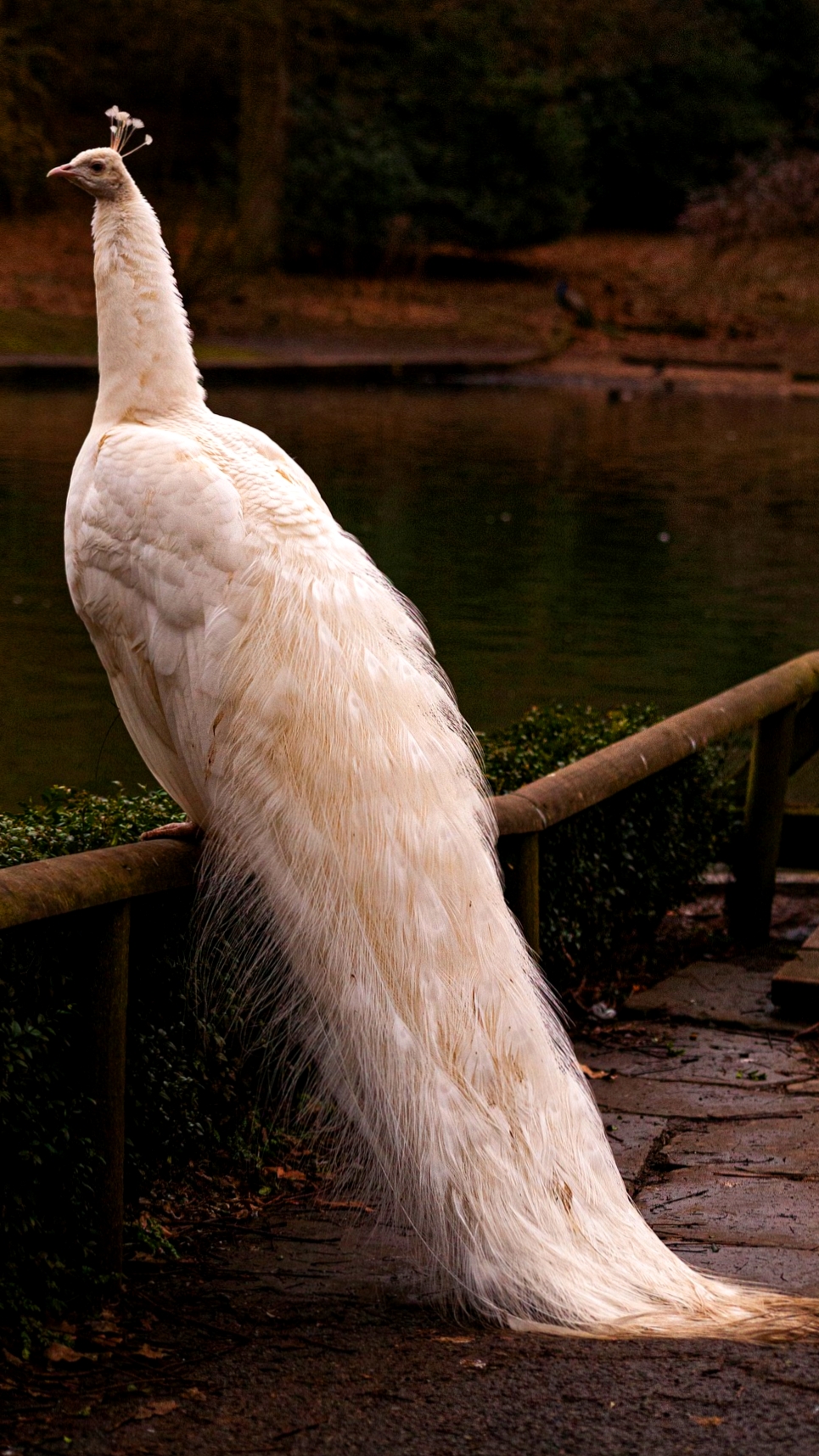 सफेद मोर वॉलपेपर फोटो | White Peacock wallpaper