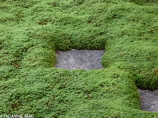 Squared stones are about to sink in a sea of mosses, at Tofukuji Temple, Kyoto