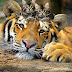Facts and information about Tigers