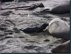 Elephant Seals 2012 007