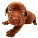 Gif de cachorro
