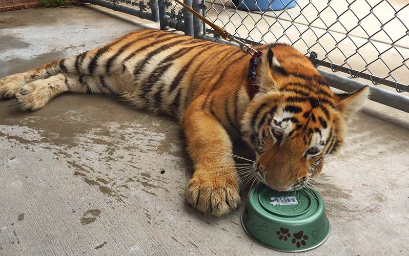 cria de tigre com uma trela