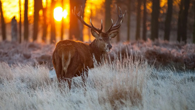 Reindeer