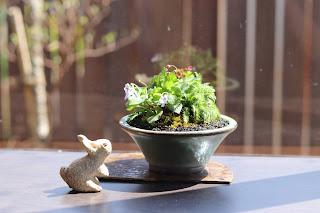 うさぎの人形と山野草盆栽