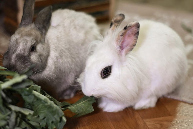 Conejos en casa