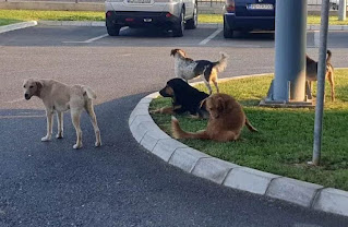 Бездомные собаки в Черногории