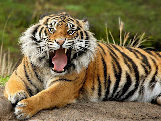 Bengal Tiger Wallpapers