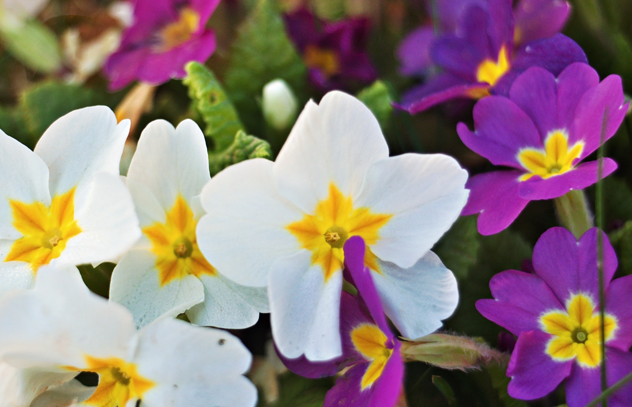 Täglich ein Bild — 22.03.2022 — 81.Tag — Bild #81 — Mendels Wildprimelmischung in meinem Garten