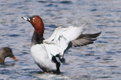 "Majestic Common Pochard (Aythya ferina) photographed in its natural habitat, showcasing bright plumage with outstretched wings, in a tranquil Pond backdrop."
