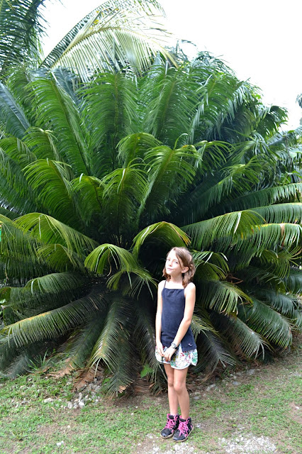 Guyane, Jardin botanique, Macouria, orchidée