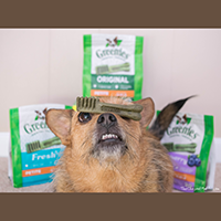 Greenies Dog Dental Chews review