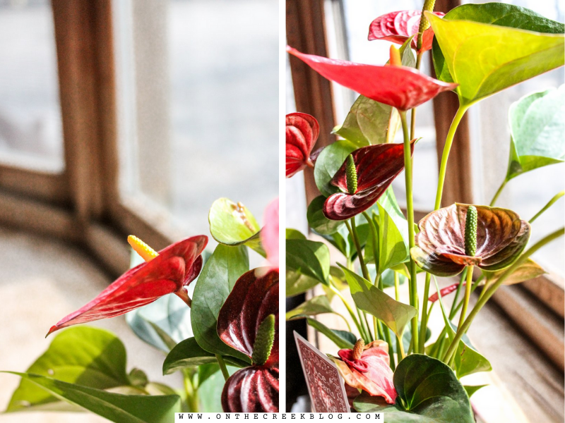 A vibrant Ace of Hearts Anthurium plant thriving in a cozy home setting, symbolizing the joy and surprise of discovering a green thumb. | on the creek blog // www.onthecreekblog.com