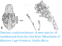 https://sciencythoughts.blogspot.com/2019/02/thesium-nautimontanum-new-species-of.html