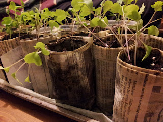 newspaper pots with kale seedlings