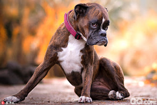 Boxer (dog)