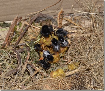 red tailed nest
