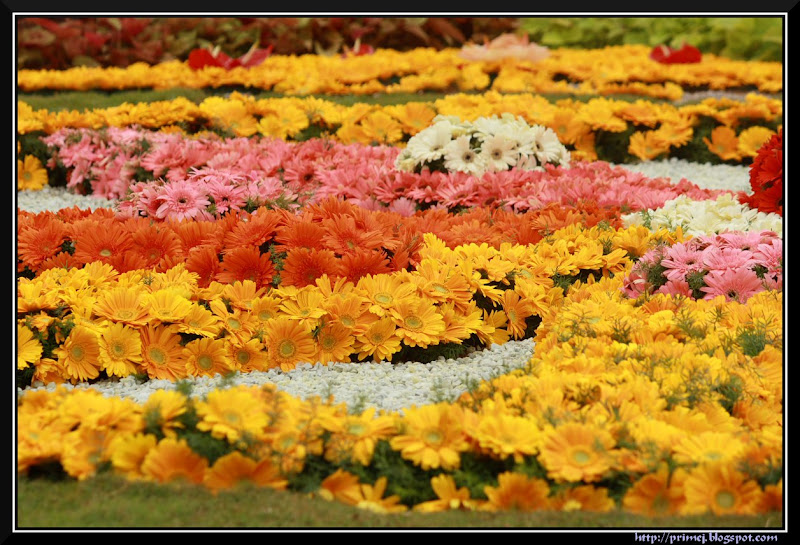 Lalbagh Flower Show August 2011