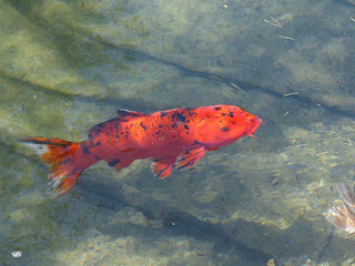 Carpe koï - Carpe de brocart - Cyprinus carpio