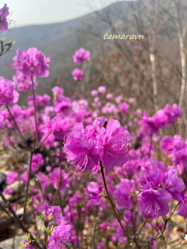 Цветение рододендрона остроконечного (Rhododendron mucronulatum) в 2024 году