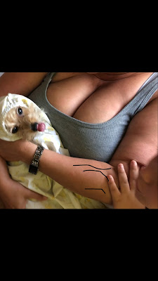 Cute Dog wrapped in sheet with woman and cleavage