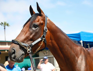 american pharoah