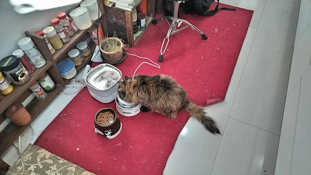 きぎ、ご飯を食ってる。