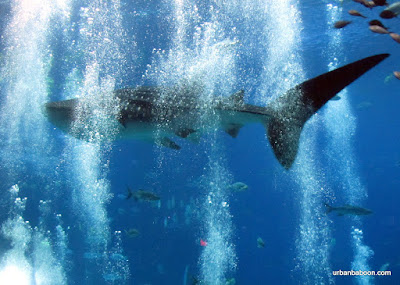 Whale Shark