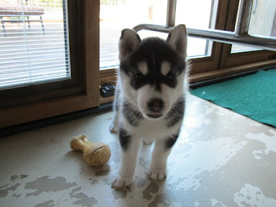 Husky puppies Seen On www.coolpicturegallery.us