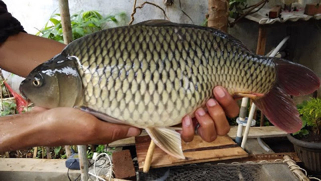 Resep Umpan Juara Galatama Ikan Mas