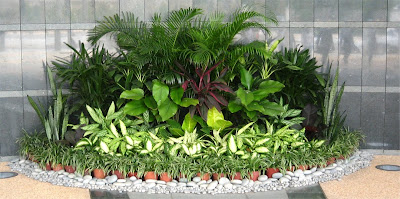 Plants  Indoors on Benefits Of Indoor Plants