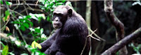 picture of a chimpanzee