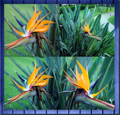paradisecollage1