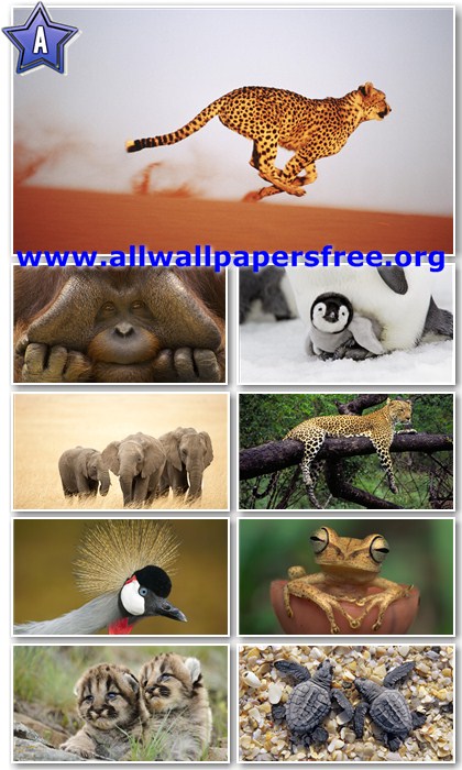 50 Amazing Animals Full HD Wallpapers 1920 X 1080 [Set 2]