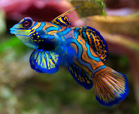 7. Ikan Mandarin Fish