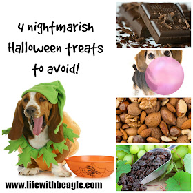 4 Halloween treats dogs shouldn't have: chocolate, nuts, xylitol and raisins