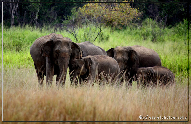 Sri Lankan Elephants