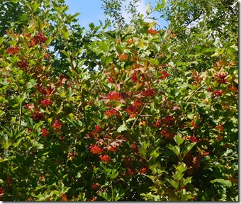 6 guelder rose