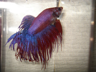 crowntail betta