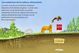 http://www.primaria.librosvivos.net/archivosCMS/3/3/16/usuarios/103294/9/eslabones_cadenalimentaria_cono5EP_ud5/cadena_alimentaria.swf