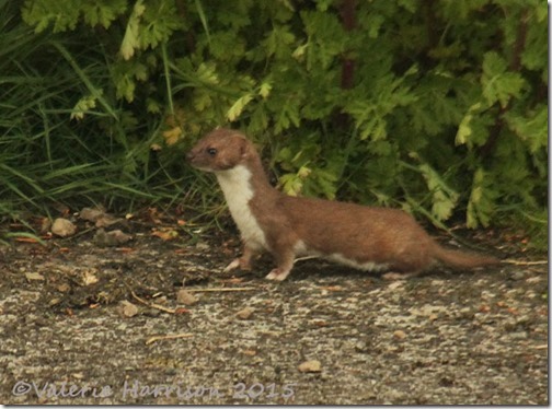 3-weasel