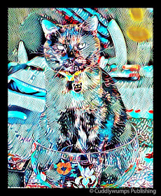 Real Cat Paisley_Acid Boost Jan 2018 #CaturdayArt