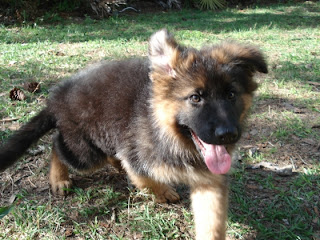 German Shepherd Puppy Picture