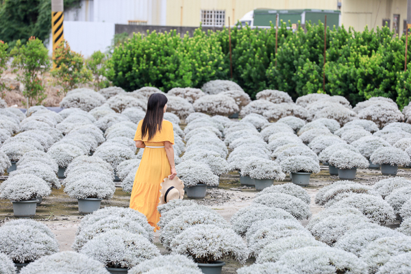 彰化田尾波波草建華芙蓉園，白色芙蓉雪球花海就像銀白雪景好夢幻