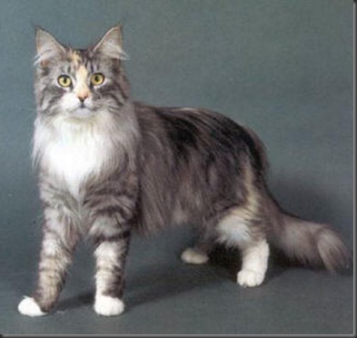 Maine-Coon